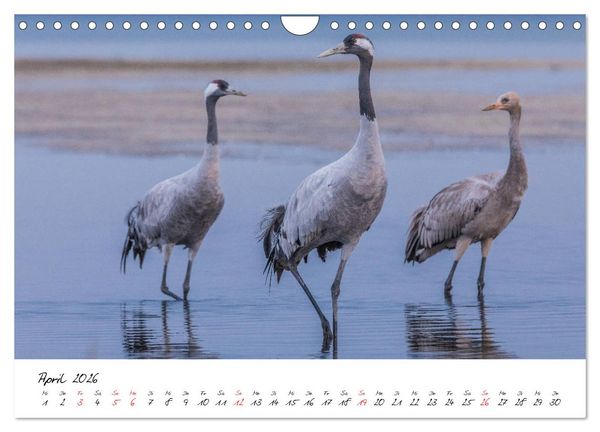 Produktbild: Kraniche am Schlafplatz - im Naturparadies der Mecklenburgischen Seenplatte (Wandkalender 2026 DIN A4 quer), CALVENDO Monatskalender
