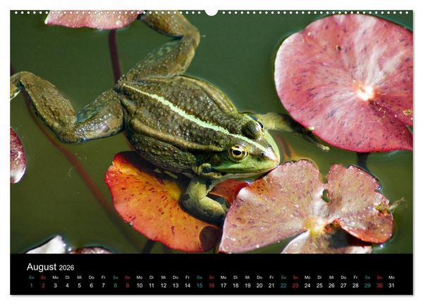 Produktbild: FROSCHBUCH (Wandkalender 2026 DIN A2 quer), CALVENDO Monatskalender