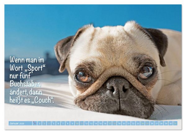 Produktbild: L&auml;cheln mit Mops (Wandkalender 2026 DIN A4 quer), CALVENDO Monatskalender