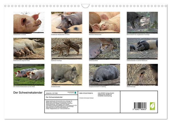 Produktbild: Der Schweinekalender (Wandkalender 2026 DIN A3 quer), CALVENDO Monatskalender