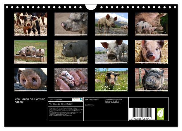 Produktbild: Von S&auml;uen die Schwein haben! (Wandkalender 2026 DIN A4 quer), CALVENDO Monatskalender
