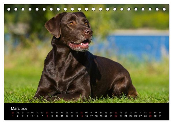 Produktbild: Labrador Retriever 2026 (Tischkalender 2026 DIN A5 quer), CALVENDO Monatskalender