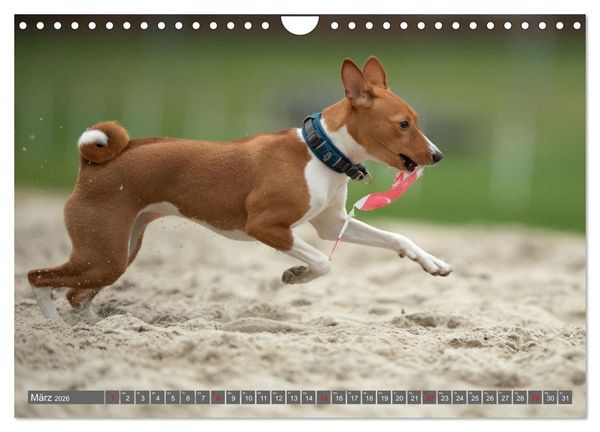 Produktbild: Der Basenji (Wandkalender 2026 DIN A4 quer), CALVENDO Monatskalender