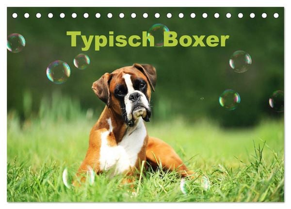 Produktbild: Typisch Boxer (Tischkalender 2026 DIN A5 quer), CALVENDO Monatskalender