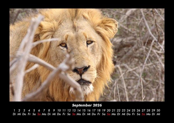 Produktbild: L&ouml;wen in der Wildnis 2026 Fotokalender DIN A3