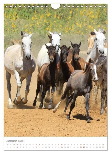 Produktbild: Caballos - Die sch&ouml;nen Pferde Spaniens (Wandkalender 2026 DIN A4 hoch), CALVENDO Monatskalender