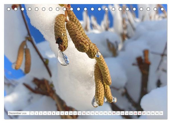 Produktbild: Das Leben der Haselnuss (Tischkalender 2026 DIN A5 quer), CALVENDO Monatskalender