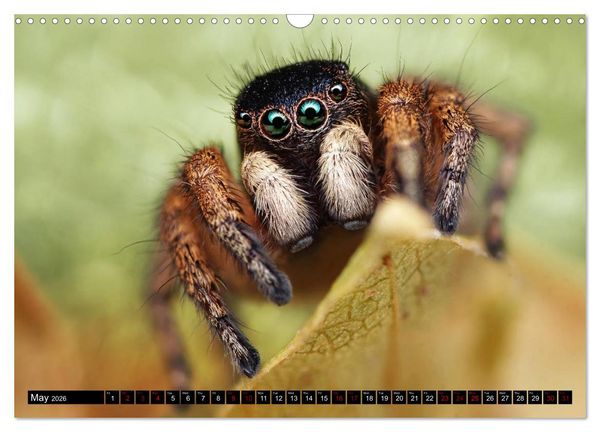 Produktbild: Jumping Spiders (Wall Calendar 2026 DIN A3 landscape), CALVENDO 12 Month Wall Calendar