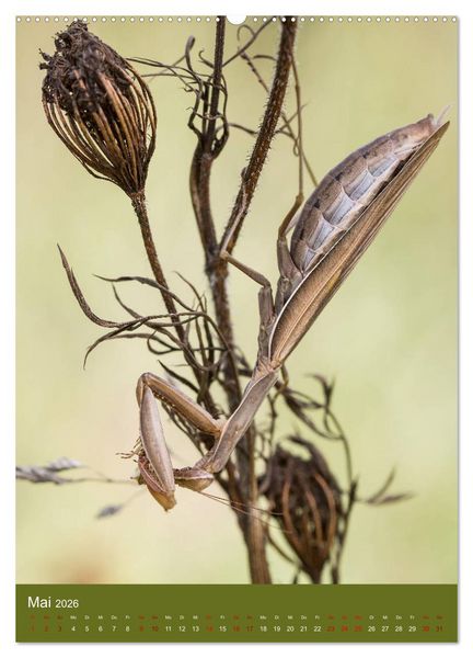 Produktbild: Die Gottesanbeterin. R&auml;uber der Insektenwelt. (Wandkalender 2026 DIN A2 hoch), CALVENDO Monatskalender