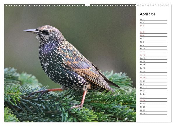 Produktbild: Unsere heimischen Gartenv&ouml;gel (Wandkalender 2026 DIN A2 quer), CALVENDO Monatskalender
