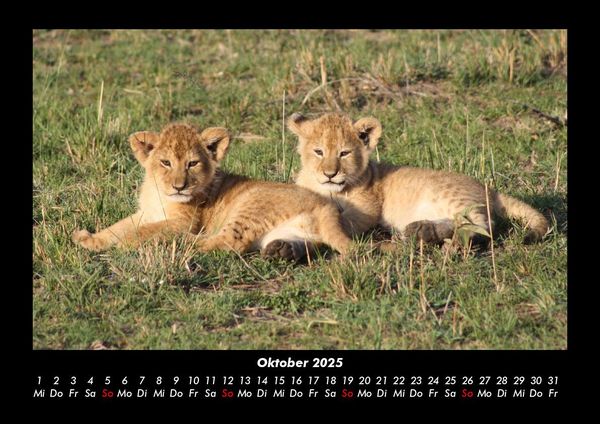Produktbild: L&ouml;wen in der Wildnis 2025 Fotokalender DIN A3