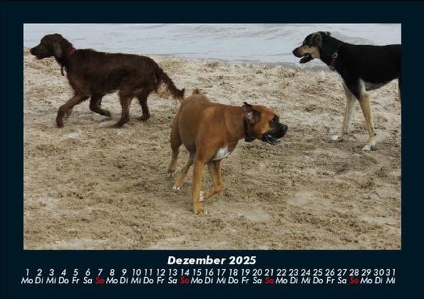 Produktbild: Hunde 2025 Fotokalender DIN A5