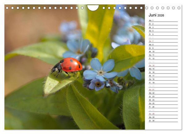 Produktbild: Marienk&auml;fer 2026 (Wandkalender 2026 DIN A4 quer), CALVENDO Monatskalender