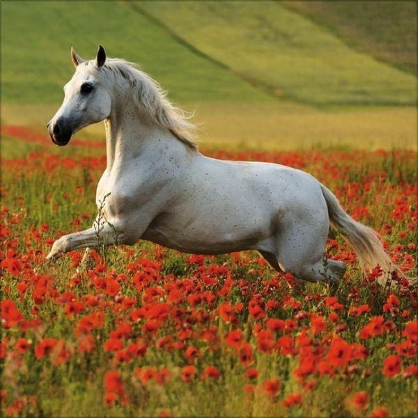 Produktbild: Horses 2027