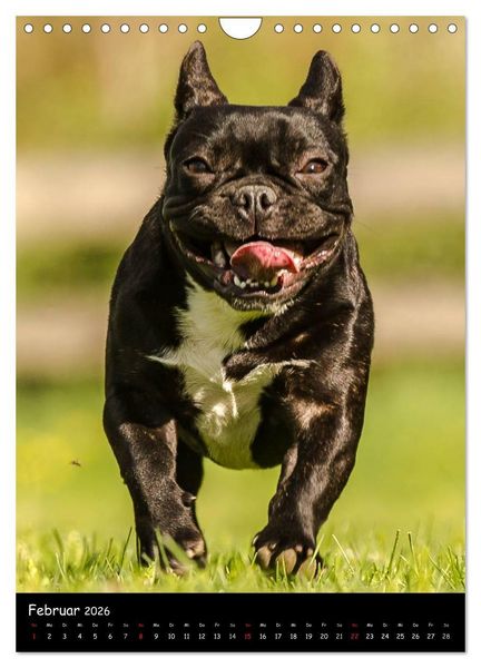 Produktbild: Franz&ouml;sische Bulldoggen - Eine Bully Liebeserk&auml;rung (Wandkalender 2026 DIN A4 hoch), CALVENDO Monatskalender