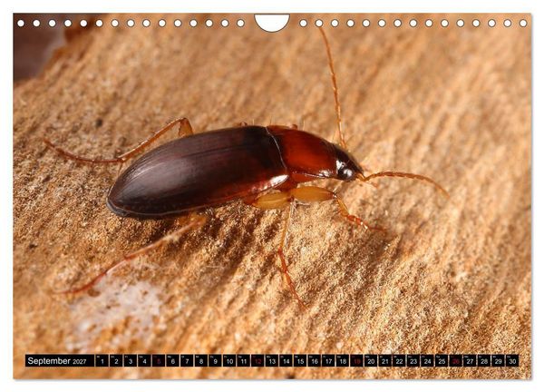 Produktbild: LAUFK&Auml;FER - CARABIDAE (Wandkalender 2027 DIN A4 quer), CALVENDO Monatskalender