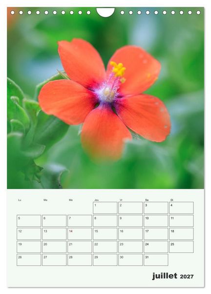 Produktbild: Les fleurs, &eacute;ternelles &eacute;phem&egrave;res (Calendrier mural 2027 DIN A4 horizontal), CALVENDO calendrier mensuel
