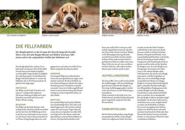 Produktbild: Beagle