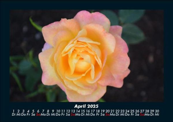 Produktbild: Rosentraum 2025 Fotokalender DIN A5