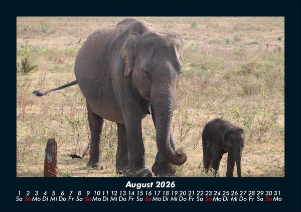 Produktbild: Elefanten - Die sanften Riesen Afrikas 2026 Fotokalender DIN A5