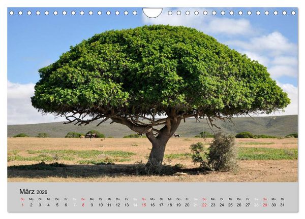 Produktbild: Momente in S&uuml;dafrika (Wandkalender 2026 DIN A4 quer), CALVENDO Monatskalender
