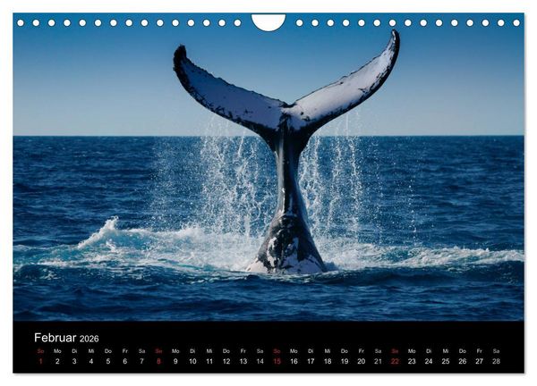 Produktbild: Wildes Australien - Naturparadies 5. Kontinent (Wandkalender 2026 DIN A4 quer), CALVENDO Monatskalender