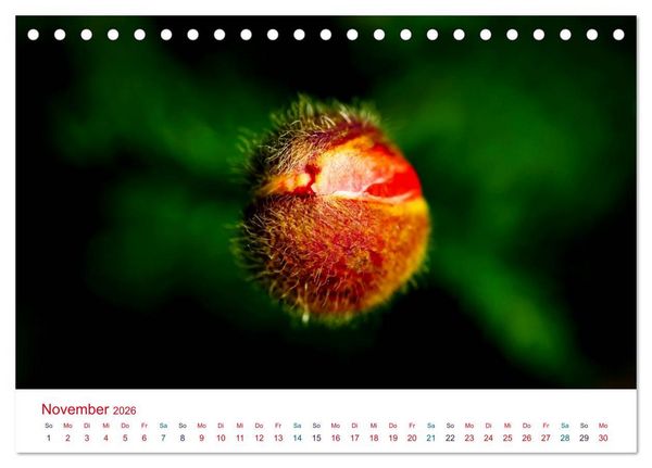 Produktbild: Mohnblumen (Tischkalender 2026 DIN A5 quer), CALVENDO Monatskalender