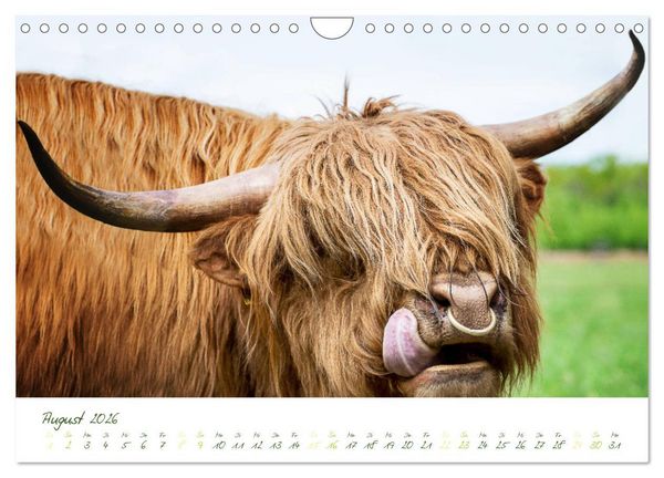 Produktbild: Das Hochlandrind (Wandkalender 2026 DIN A4 quer), CALVENDO Monatskalender
