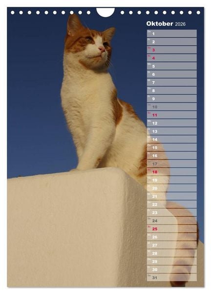 Produktbild: Hauskatzen (Wandkalender 2026 DIN A4 hoch), CALVENDO Monatskalender