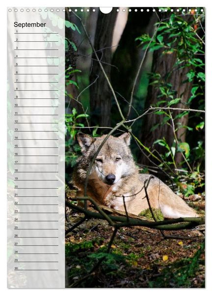 Produktbild: Der Wolf - Isegrim in den heimischen W&auml;ldern - Kalender 2026 (Wandkalender 2026 DIN A3 hoch), CALVENDO Monatskalender
