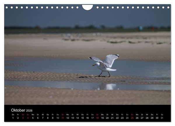 Produktbild: Amrumer Impressionen (Wandkalender 2026 DIN A4 quer), CALVENDO Monatskalender