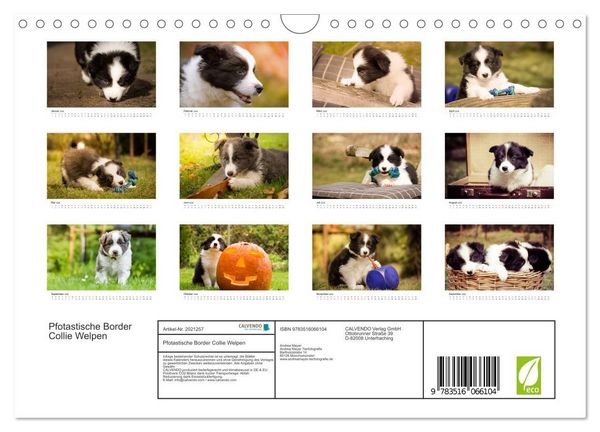 Produktbild: Pfotastische Border Collie Welpen (Wandkalender 2026 DIN A4 quer), CALVENDO Monatskalender