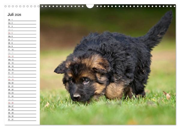 Produktbild: Deutscher Sch&auml;ferhund - Welpen (Wandkalender 2026 DIN A3 quer), CALVENDO Monatskalender