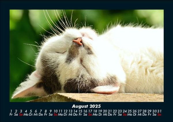 Produktbild: F&uuml;r Katzenfreunde 2025 Fotokalender DIN A5