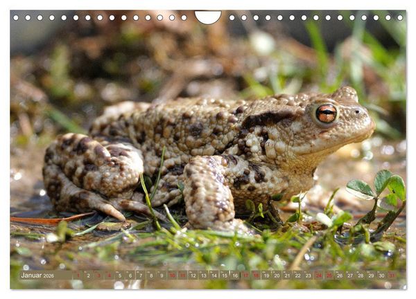 Produktbild: Kr&ouml;ten auf Wanderschaft (Wandkalender 2026 DIN A4 quer), CALVENDO Monatskalender