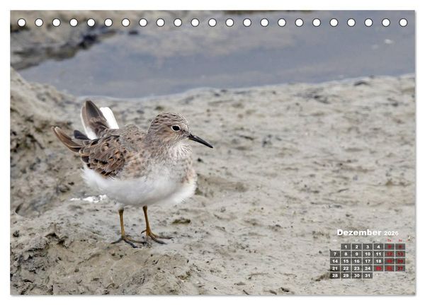 Produktbild: Limikolen - Watv&ouml;gel Europas (Tischkalender 2026 DIN A5 quer), CALVENDO Monatskalender