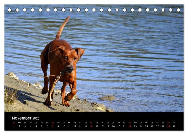 Produktbild: Deutscher Pinscher (Tischkalender 2026 DIN A5 quer), CALVENDO Monatskalender
