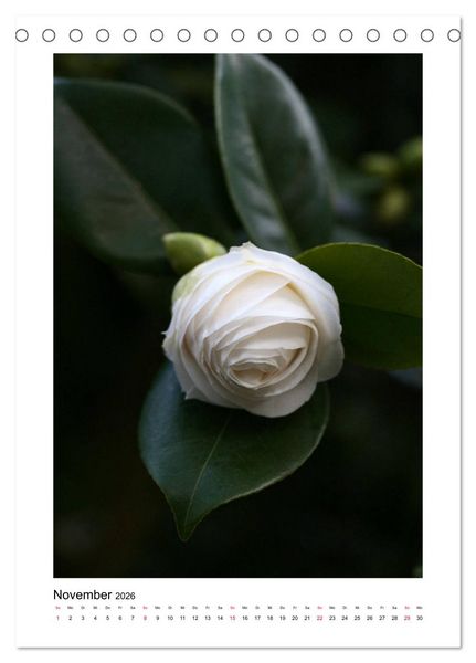 Produktbild: Poesie wei&szlig;er Bl&uuml;ten (Tischkalender 2026 DIN A5 hoch), CALVENDO Monatskalender