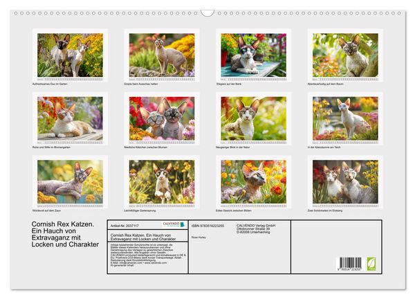 Produktbild: Cornish Rex Katzen. Ein Hauch von Extravaganz mit Locken und Charakter (Wandkalender 2026 DIN A2 quer), CALVENDO Monatskalender