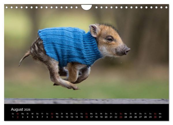 Produktbild: Kleine Schweinereien (Wandkalender 2026 DIN A4 quer), CALVENDO Monatskalender