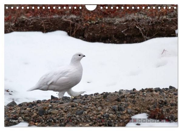 Produktbild: AN DER HUDSON BAY (Wandkalender 2026 DIN A4 quer), CALVENDO Monatskalender