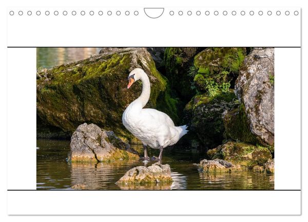 Vögel am Wasser entdecken (Wandkalender 2024 DIN A4 quer), CALVENDO Monatskalender