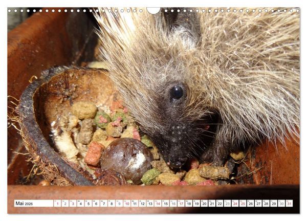 Produktbild: Igeleien - Begegnungen mit hungrigen Igeln (Wandkalender 2026 DIN A3 quer), CALVENDO Monatskalender