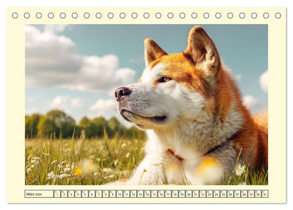 Produktbild: Akita Inu in der Natur. Japans edle und sanfte Sch&ouml;nheit (Tischkalender 2026 DIN A5 quer), CALVENDO Monatskalender