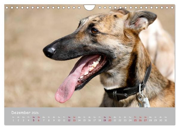 Produktbild: Dein Hund der treue Begleiter (Wandkalender 2026 DIN A4 quer), CALVENDO Monatskalender