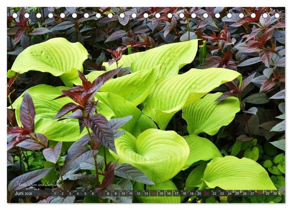 Produktbild: Hosta Staude mit Herz (Tischkalender 2026 DIN A5 quer), CALVENDO Monatskalender