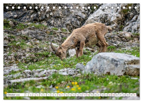 Produktbild: Steinb&ouml;cke - Majest&auml;tische Tiere der Alpen (Tischkalender 2026 DIN A5 quer), CALVENDO Monatskalender