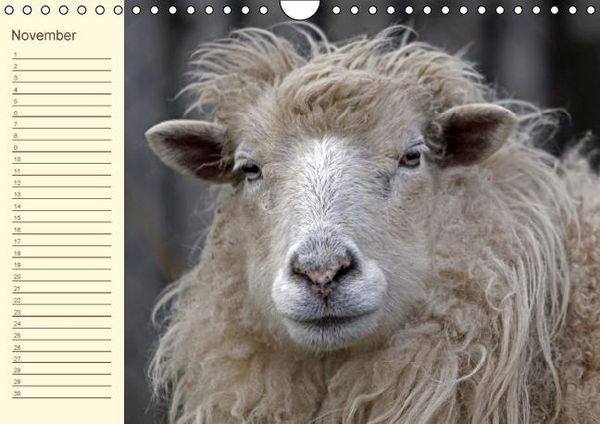 Produktbild: Der wollige Geburtstagskalender (Wandkalender immerw&auml;hrend DIN A4 quer)