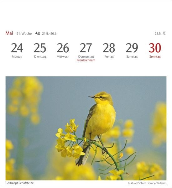 Produktbild: Heimische V&ouml;gel Postkartenkalender 2027 - Wochenkalender mit 53 Postkarten