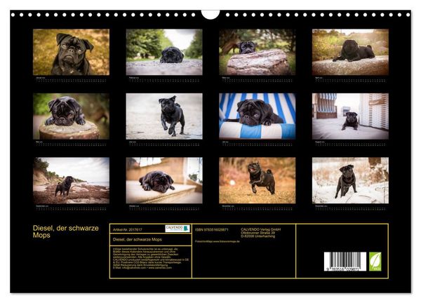 Produktbild: Diesel, der schwarze Mops (Wandkalender 2026 DIN A3 quer), CALVENDO Monatskalender